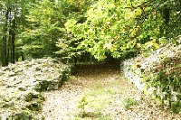 ringskopf
