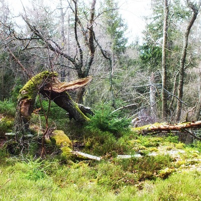 Nationalpark Hunsrück Hochwald